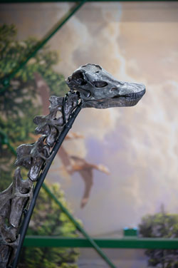 Close up of sauropod's head in Giants of the Jurassic in Dinosphere inside The Children's Museum of Indianapolis.